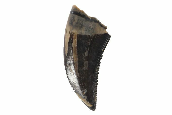 Serrated, Raptor Tooth - Judith River Formation #128543